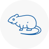 Rat Control Stratford